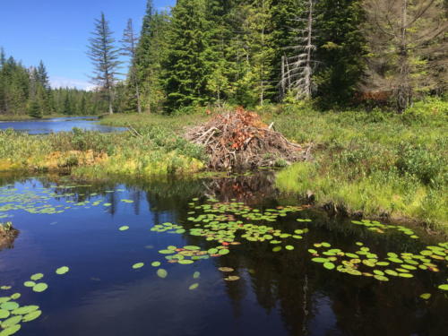 Sayward Forest 2018 017